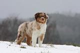BERGER AUSTRALIEN PUPPIES 436